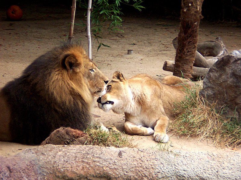 lionslosangeleszoo.jpg