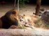 lionslosangeleszoo_small.jpg