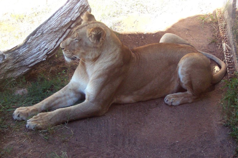 liontucsonzoo.jpg