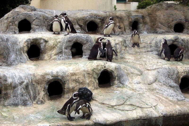 magellanicpenguinssanfranciscozoo.jpg