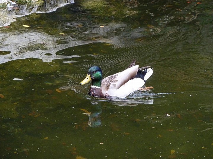 mallardducklosangeleszoo.jpg