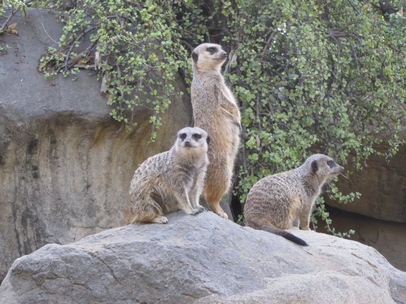 meerkatslosangeleszoo.jpg