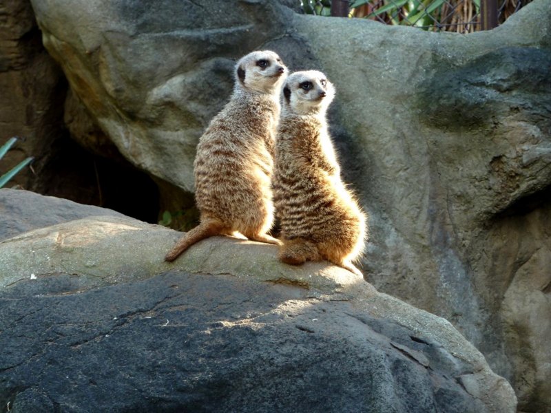 meerkatslosangeleszoo2.jpg