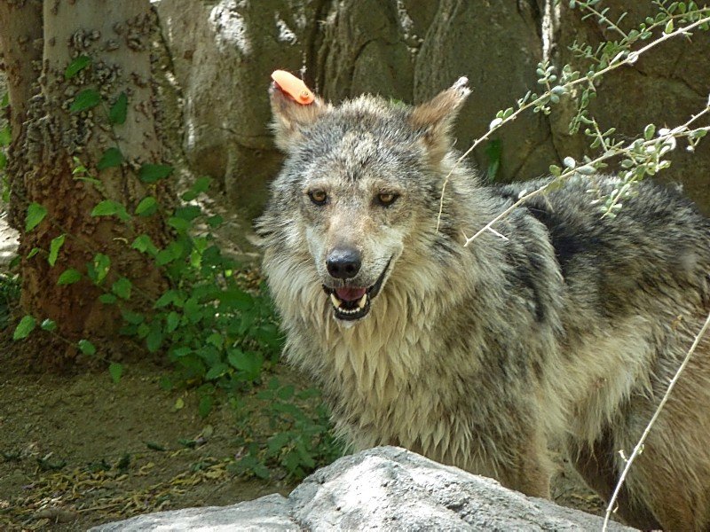 mexicanwolflivingdesertmuseum.jpg