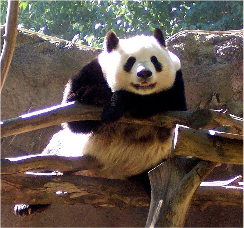 pandabearsandiegozoo.jpg