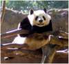 pandabearsandiegozoo_small.jpg