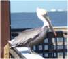 pelicanftmyersbeachfl_small.jpg