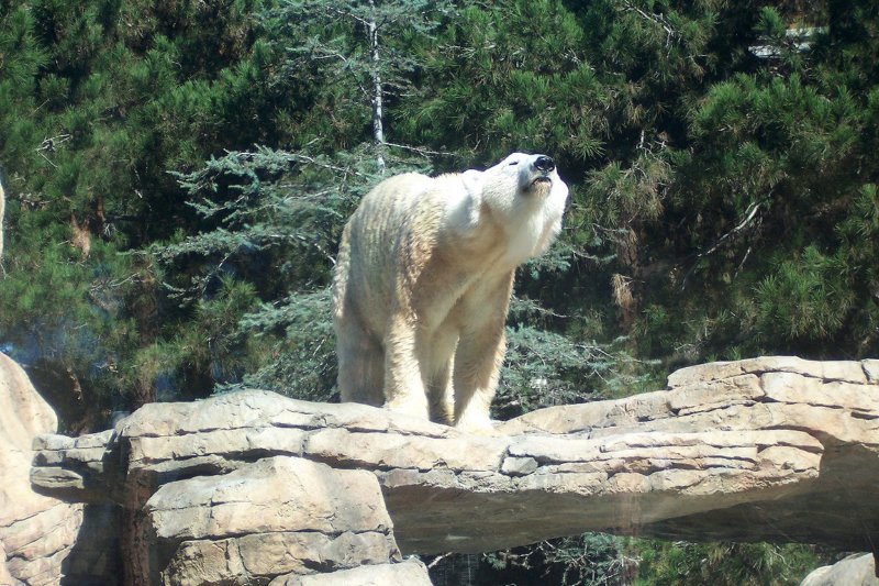 polarbearsandiegozoo.jpg