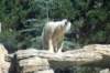 polarbearsandiegozoo_small.jpg