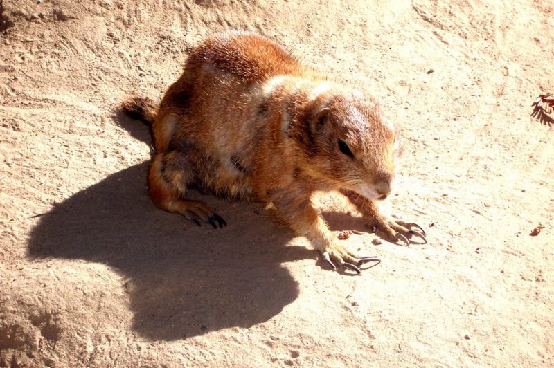 prairiedogfresnozoo.jpg