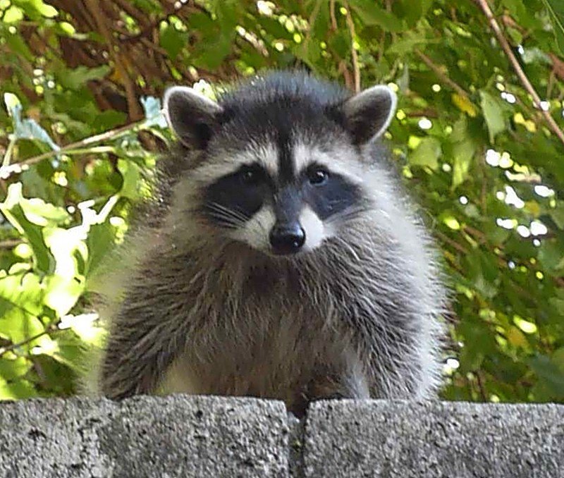 raccoonmybackyard.jpg