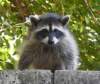 raccoonmybackyard_small.jpg