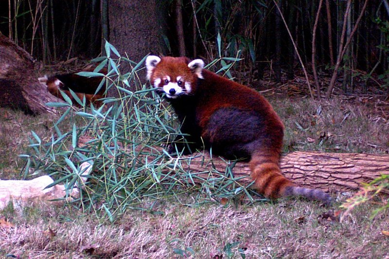 redpandanashvillezoo.jpg