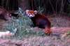 redpandanashvillezoo_small.jpg