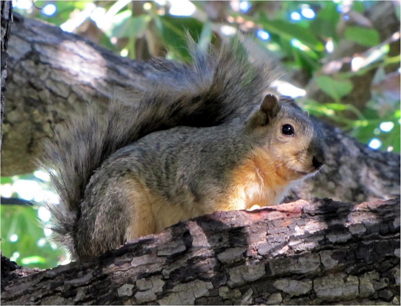 squirrelmybackyard.jpg