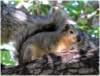 squirrelmybackyard_small.jpg