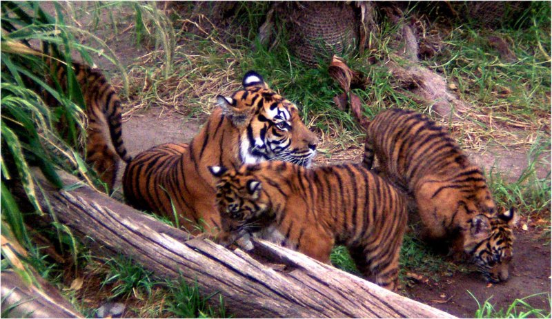 tigerandcubslosangeleszoo.jpg