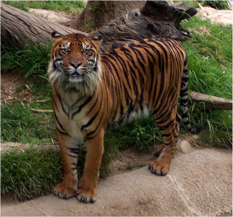 tigerlosangeleszoo.jpg