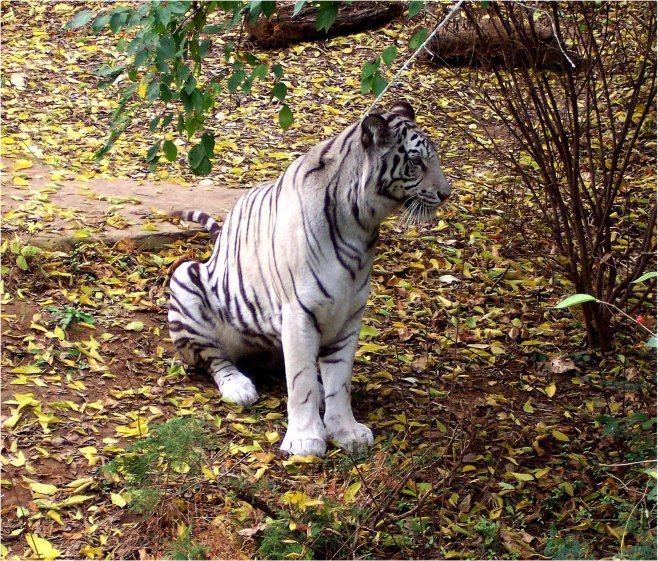 whitebengaltigernashvillezoo.jpg