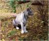 whitebengaltigernashvillezoo_small.jpg